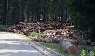 Започват засилени проверки покрай наложената забрана за изсичане на гори в страната