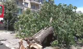 Буря в Симеоновград - Дървета смачкаха автомобили