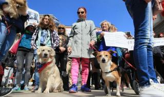 Искат среща с премиера заради насилието над животни