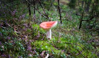 Най-старата гъба в света е на 115 млн. години (ВИДЕО)