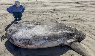 Рядък вид риба луна изплува на плаж в  Орегон (ВИДЕО)