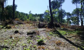 Държавата заделя 1 млн. лева за изкупуване на частни гори
