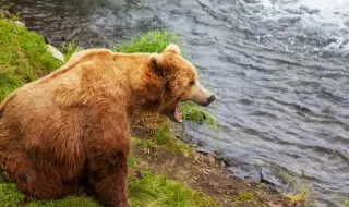 A bear killed a woman while fishing in Buryatia 