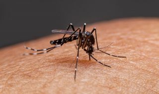 Трикове против ухапване от комари