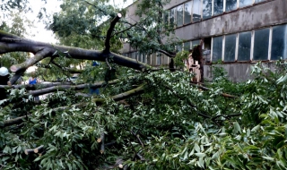 “Валят“ сигнали за паднали дървета във Варна заради силния вятър