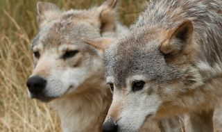 Затвориха зоологическа градина заради избягали вълци