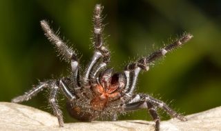 Паяци нападнаха Австралия (ВИДЕО)