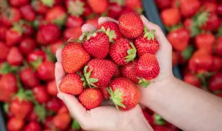 Ето как да запазим ягодите свежи за по-дълго