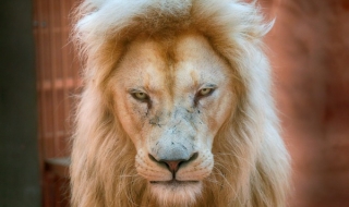 11 август: Светът в снимки