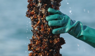 Върнаха обратно в морето незаконно уловени миди