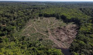 Наполовина е намаляло обезлесяването в бразилската част на Амазония