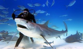 Гмуркач засне необичайно едра акула (СНИМКИ)