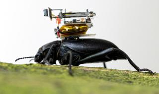 GoPro за насекоми