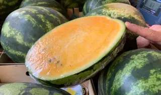 We are growing new varieties of watermelons 