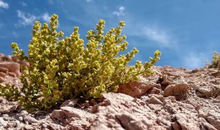 Трева, карамфили и други цветя покриха пустинята Атакама (ВИДЕО)
