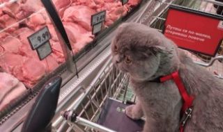 Разходиха породиста котка на каишка из роден хипермаркет (СНИМКИ)