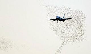 Учени измислиха как да спират птиците по летищата