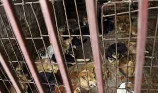 Във Виетнам: Не яжте кучета, излагаме се