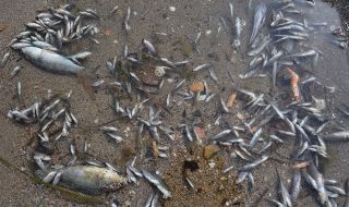 Защо в Испания масово измират риби?