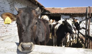 Синапов от животновъдите: Пред фалит сме 
