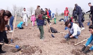 10 000 дръвчета в Новата гора на София. Засаждането продължава