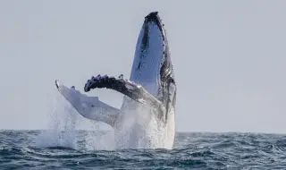 Сърфист се сблъска с кит край бреговете на Сан Франциско (ВИДЕО)