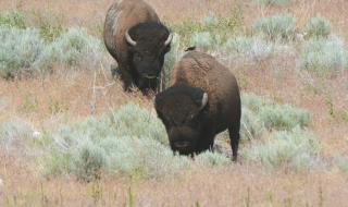 Бизон нападна жена и я изпрати в болница (СНИМКИ)