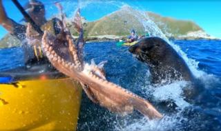 Тюлен зашлеви в лицето каякар с... октопод  (ВИДЕО)