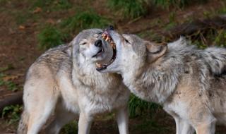 Стават ли вълците за приятели?