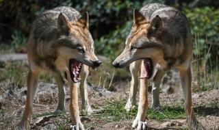 Вълци нападат и душат животни посред бял ден в Синчец