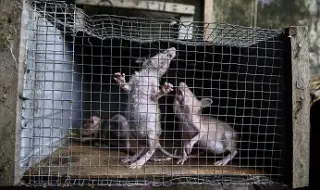 Франция се бори с милиони плъхове