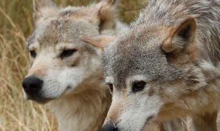 Вълци нападат стопанства във Варненско