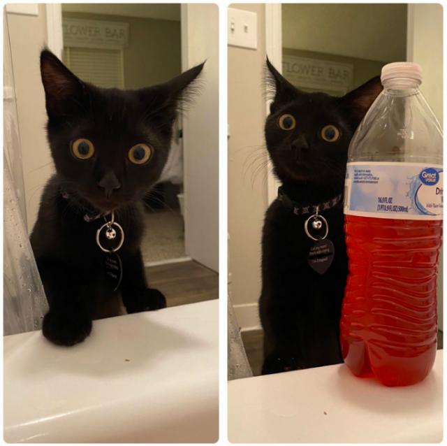  Коте видя стопанката си гола във ваната и взриви мрежата с реакцията си (СНИМКИ) 