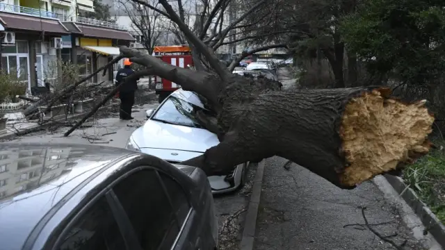 Дърво смачка кола в София (СНИМКИ)