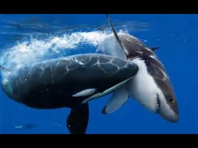 За първи път: Заснеха как косатка убива сама бяла акула ВИДЕО