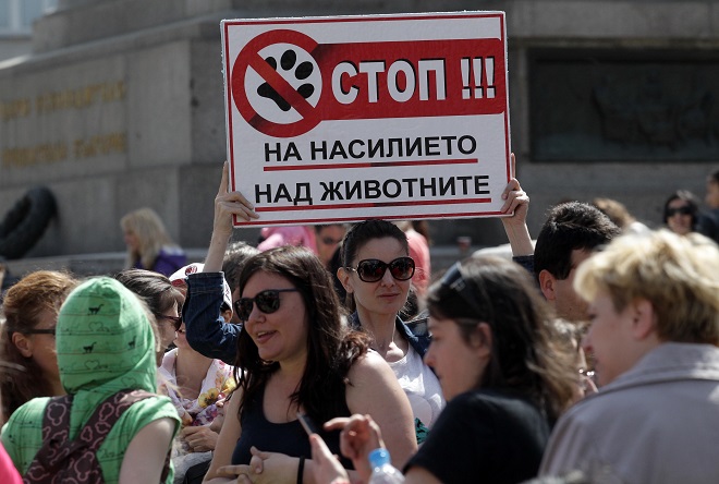 Драстичен спад на бездомните кучета в София