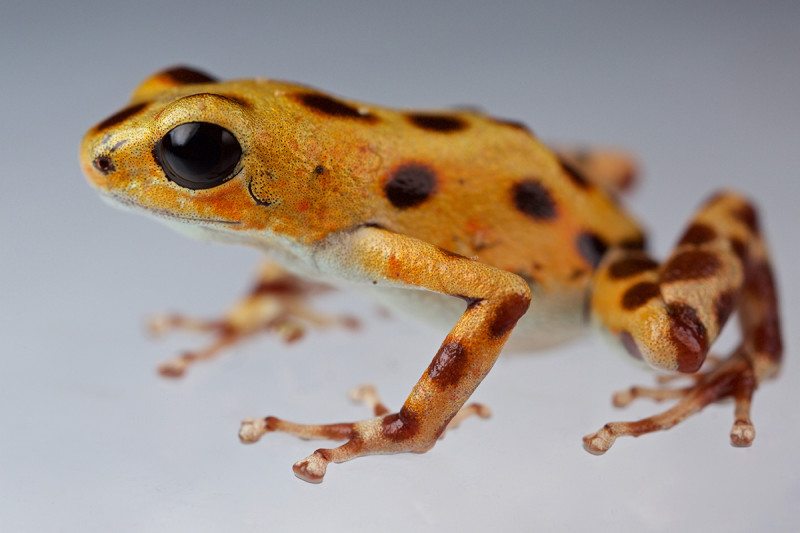 Удивително жабче има различен цвят на всеки различен остров (СНИМКИ)