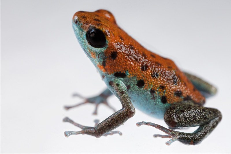 Удивително жабче има различен цвят на всеки различен остров (СНИМКИ)