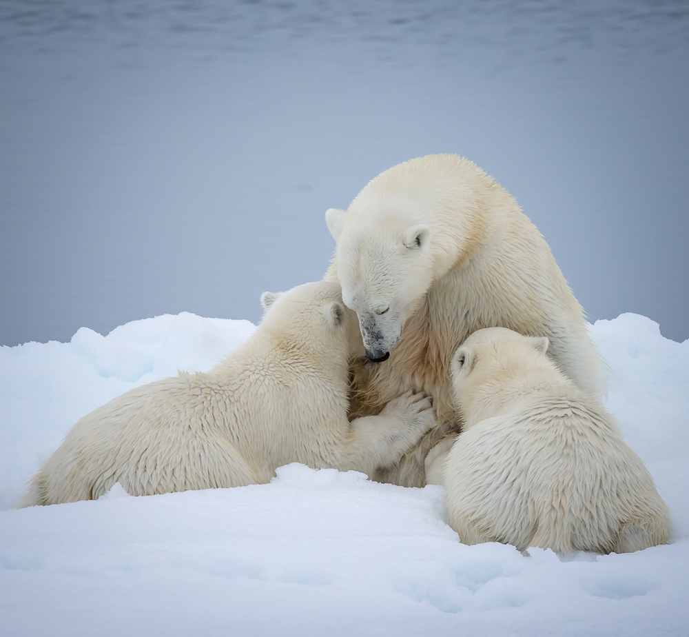 Световният ден на полярната мечка ни напомня и за останалите застрашени видове
