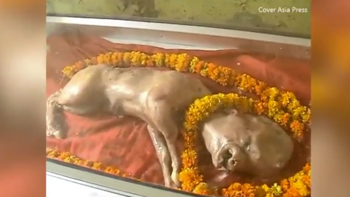 Теле с човешко лице събра тълпи от поклоници (ВИДЕО)