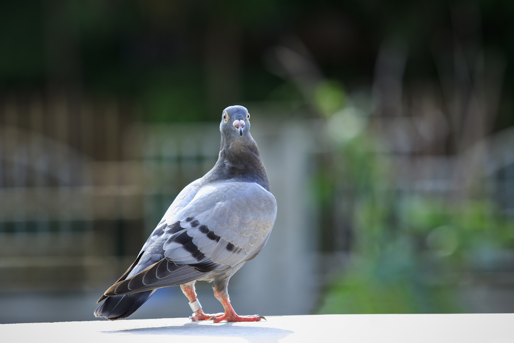 Гълъбите мислят по-бързо от хората