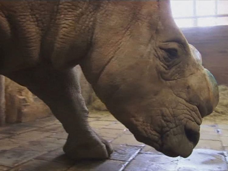 Зоопарк пази носорозите си по невероятен начин