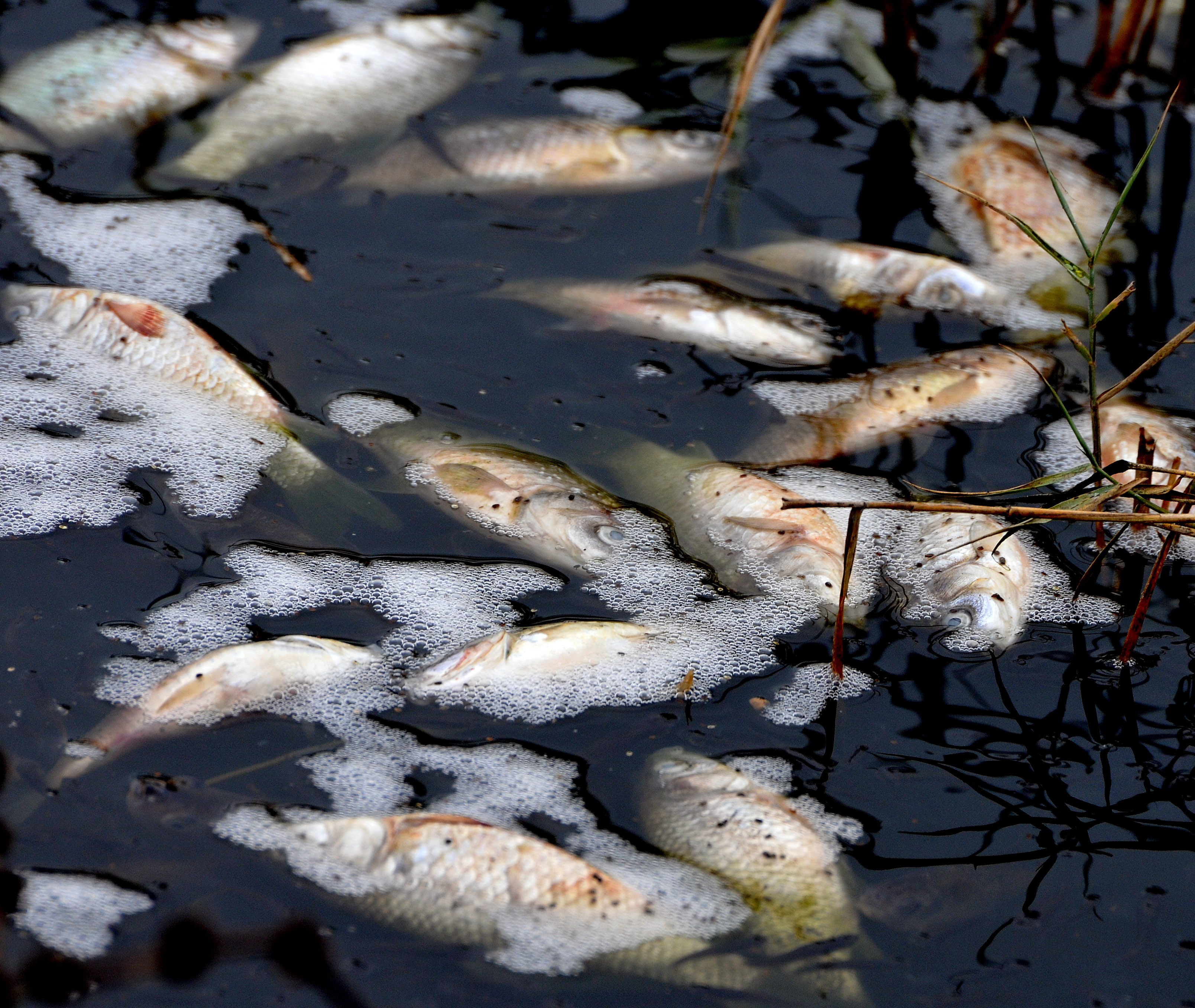 Мъртва риба във водоем край Поморие (СНИМКИ)