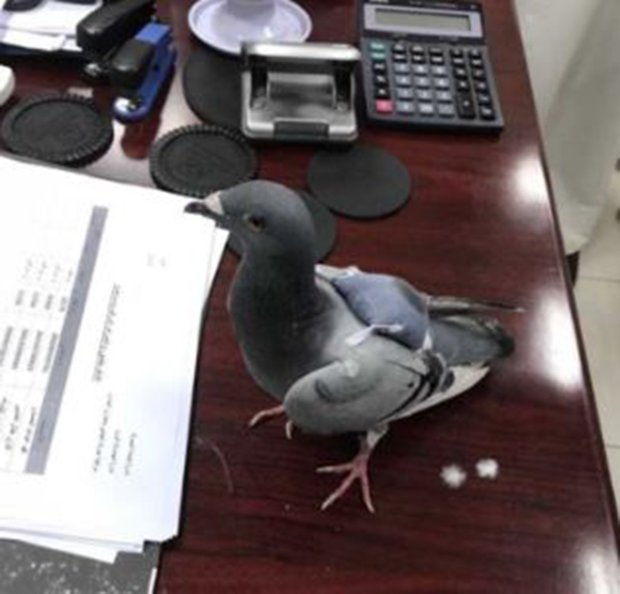 Спипаха гълъб да пренася дрога с малката си раница (СНИМКИ)