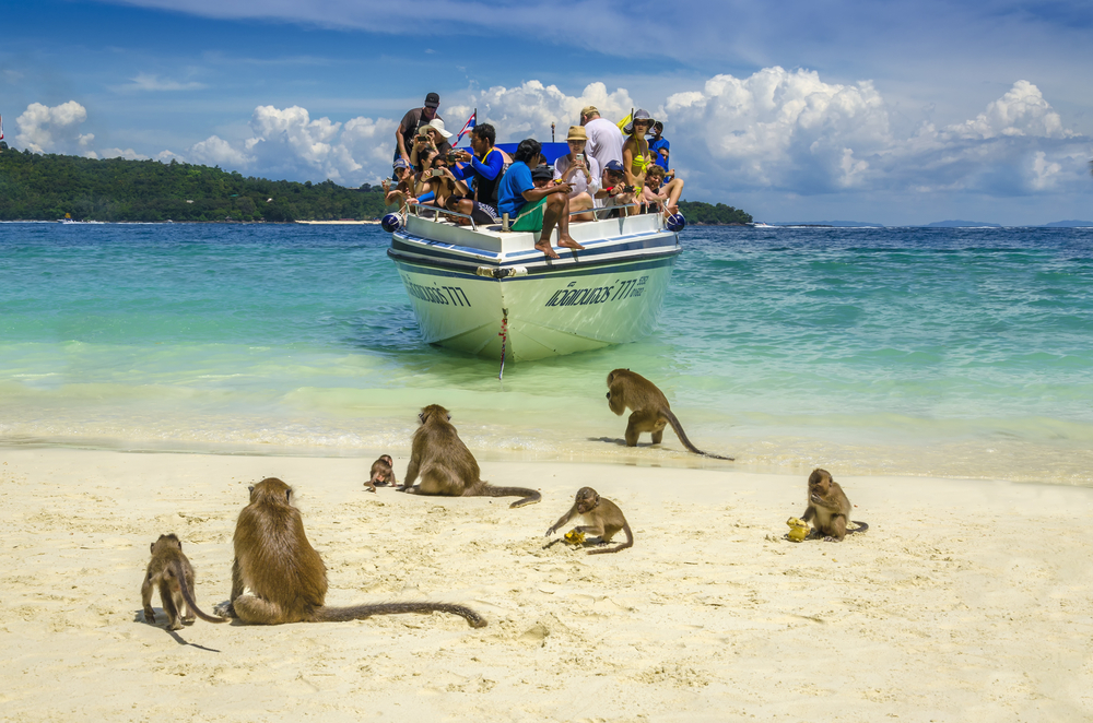 Пияни маймуни нападат туристи на плаж в Тайланд (ВИДЕО)