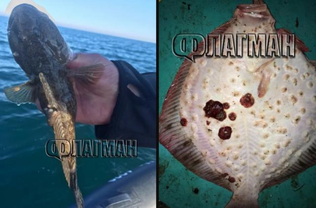 Рибари от Несебър извадиха чудовища от морето (ВИДЕО)