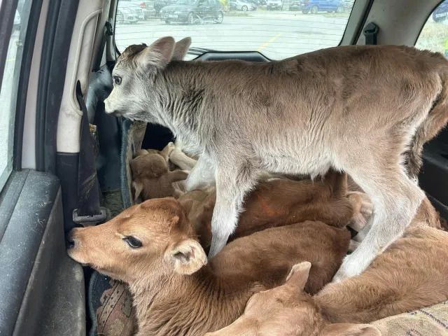 Хванаха мъж в Сливен да вози 7 живи телета в лек автомобил 