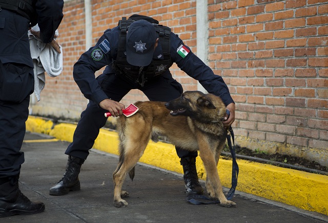 Мексико vs. наркокартелите - клането продължава (ВИДЕО+СНИМКИ)