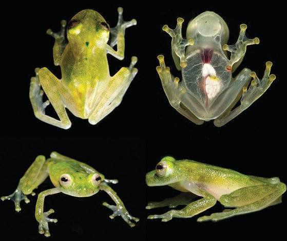 Феноменална "стъклена" жаба е поредната странна хрумка на природата (ВИДЕО)