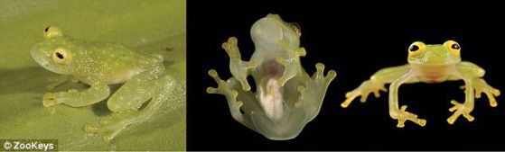 Феноменална "стъклена" жаба е поредната странна хрумка на природата (ВИДЕО)